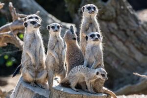 nhkオンデマンドを無料で見る方法はどこで探せる？