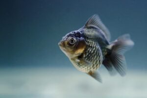 名探偵コナン「黒鉄の魚影」の配信はいつから始まるの？