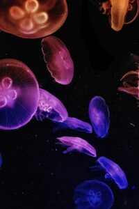 名探偵コナン黒鉄の魚影の配信はいつ開始されるのか？