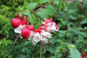 紅白の見逃し配信はどこで見れるのか徹底解説！